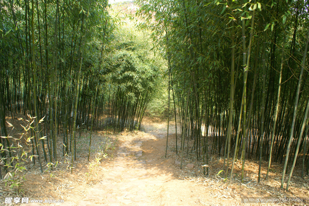 幽静竹林