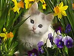 猫咪