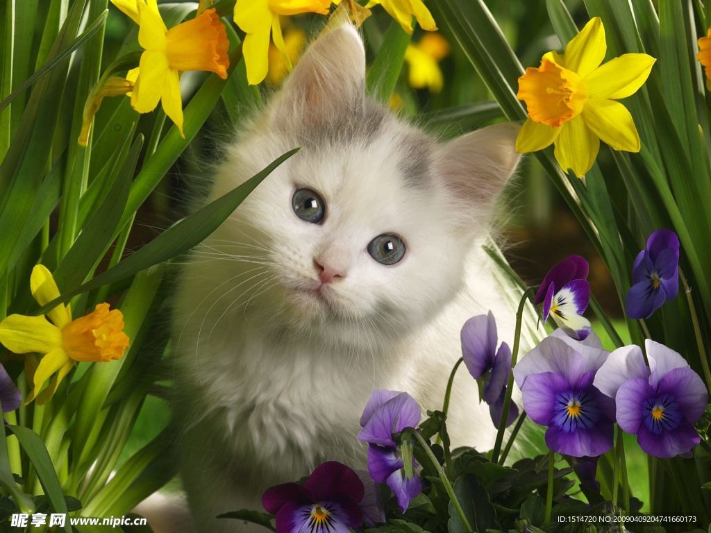 猫咪