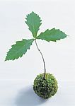 绿芽新生