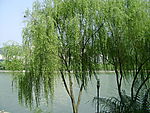 河边垂柳
