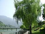 河边垂柳