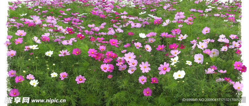 花丛