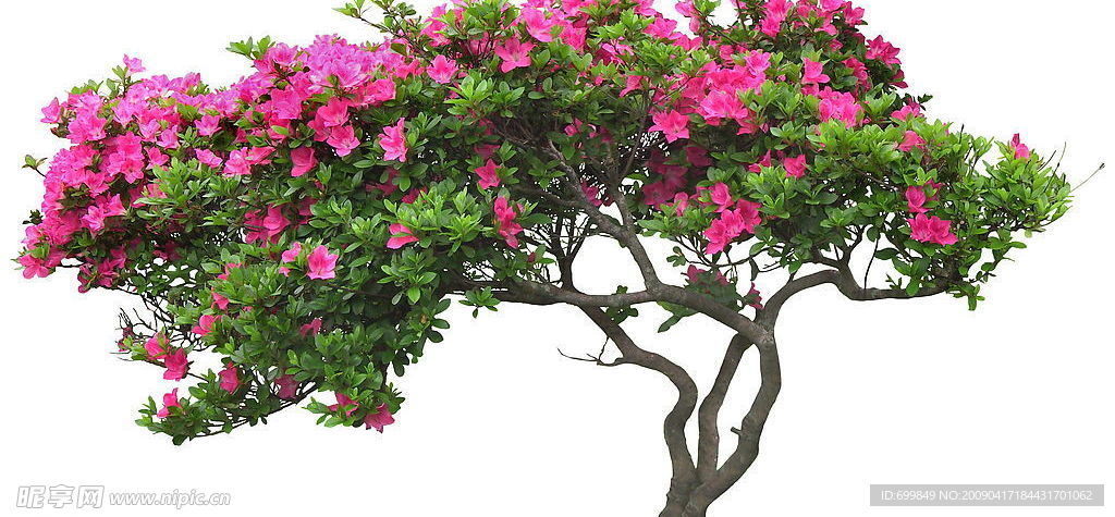 整棵的花卉