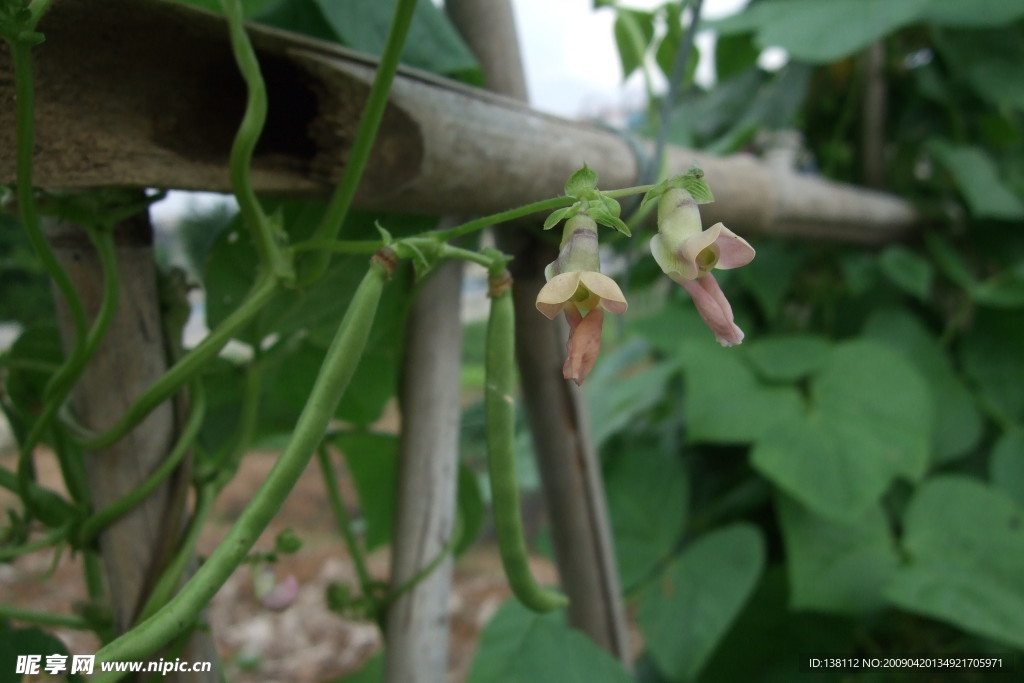 豆角花