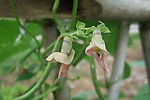 豆角花