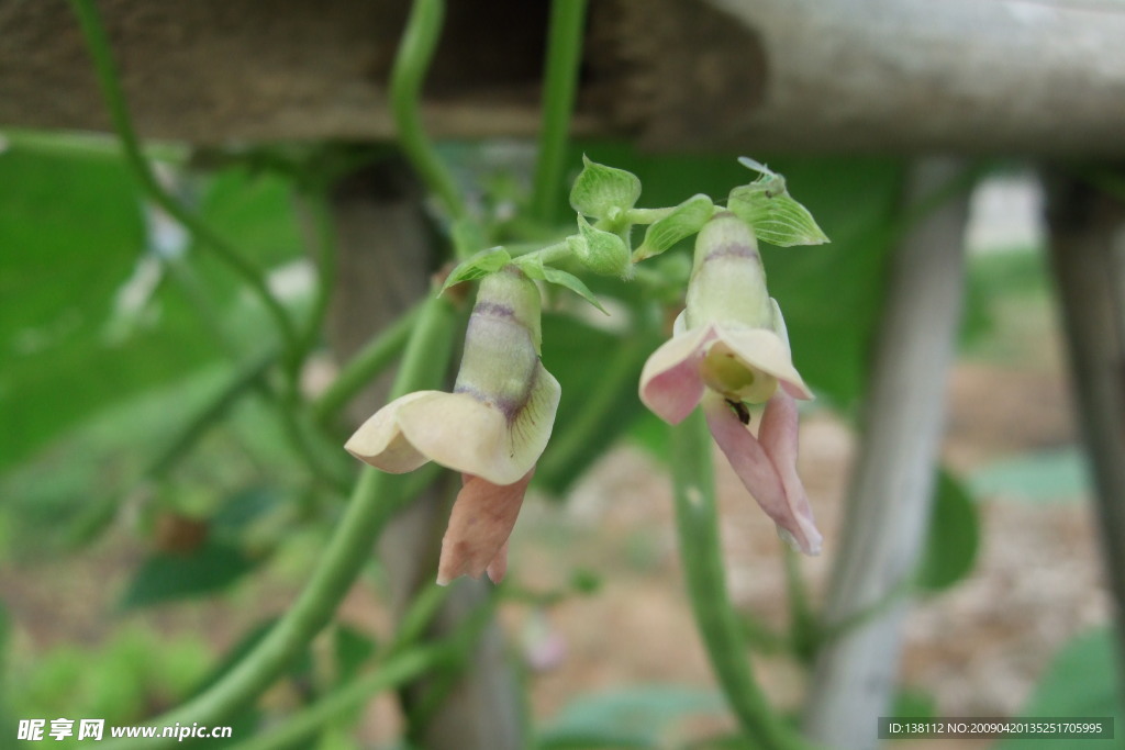 豆角花