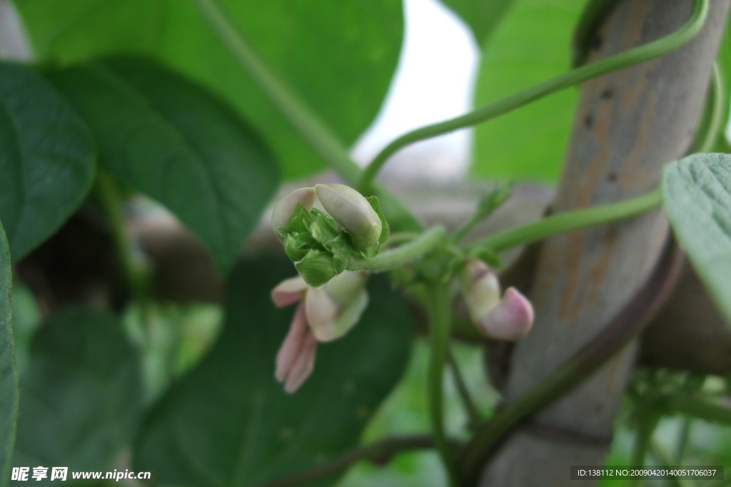 豆角花