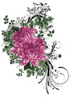漂亮的手绘菊花