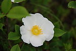 山花烂漫