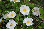 山花烂漫3
