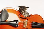 小提琴上的小猫