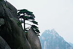 奇松与仙桃