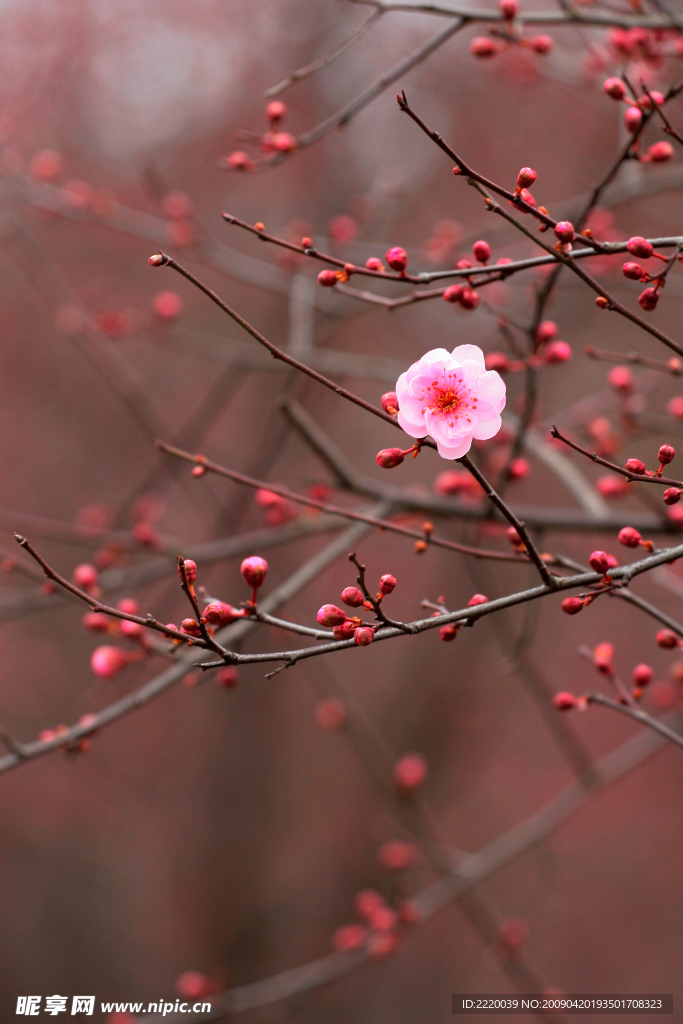 初春梅花