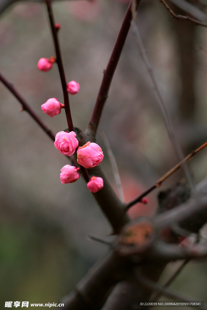 梅花