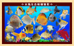 水族