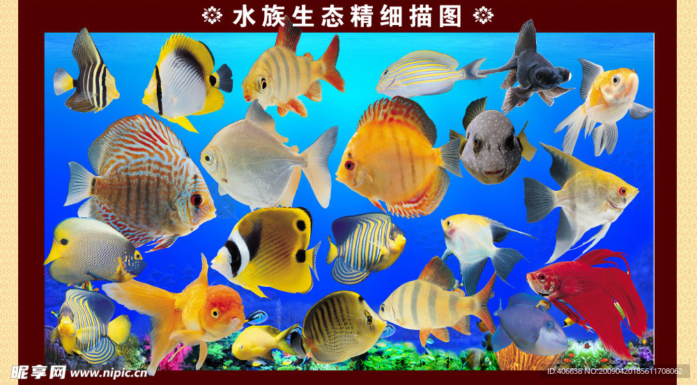 水族