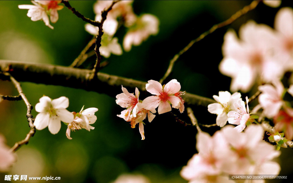 桃花