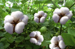 高清棉花（分层）