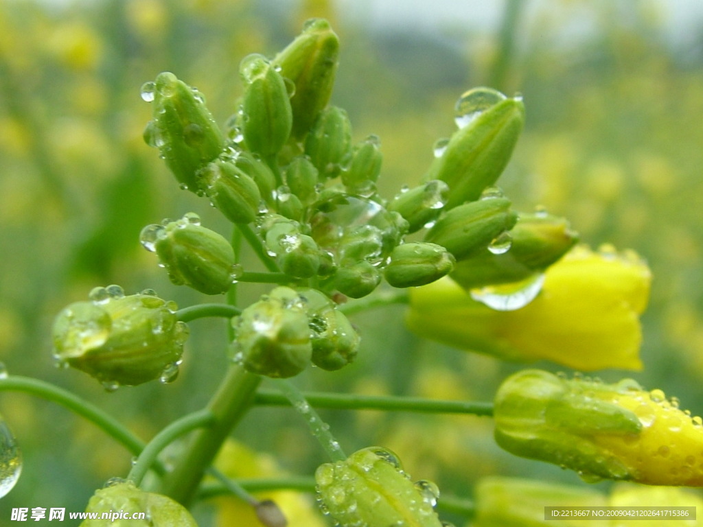 油菜花