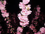 夜色桃花