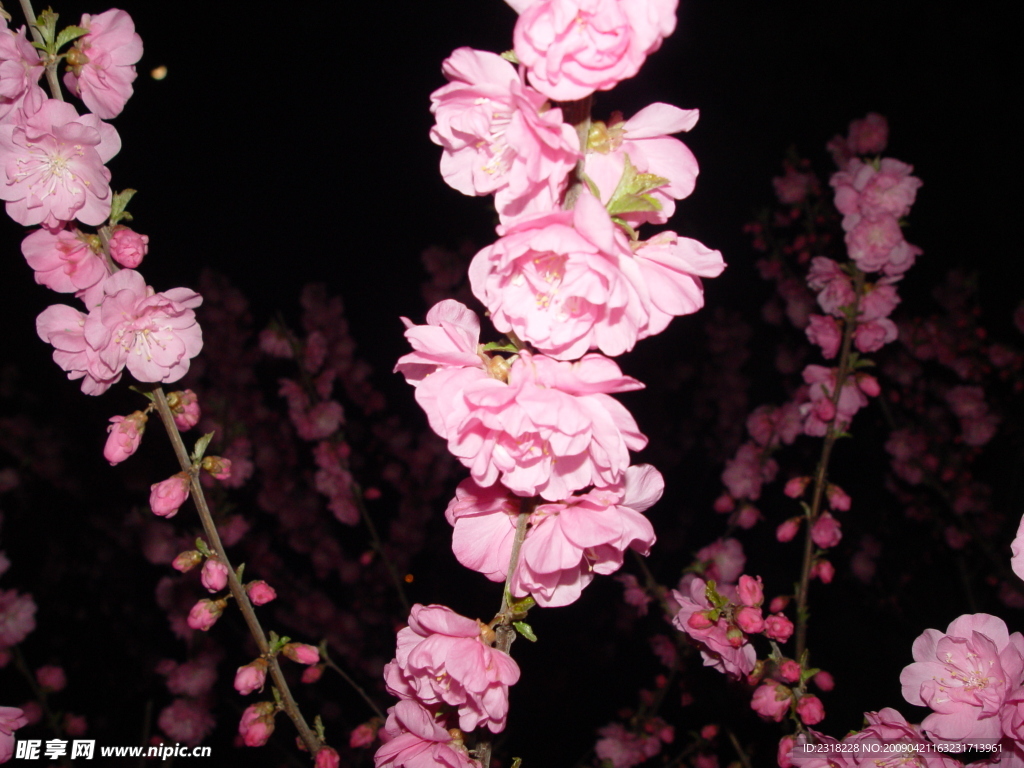 夜色桃花