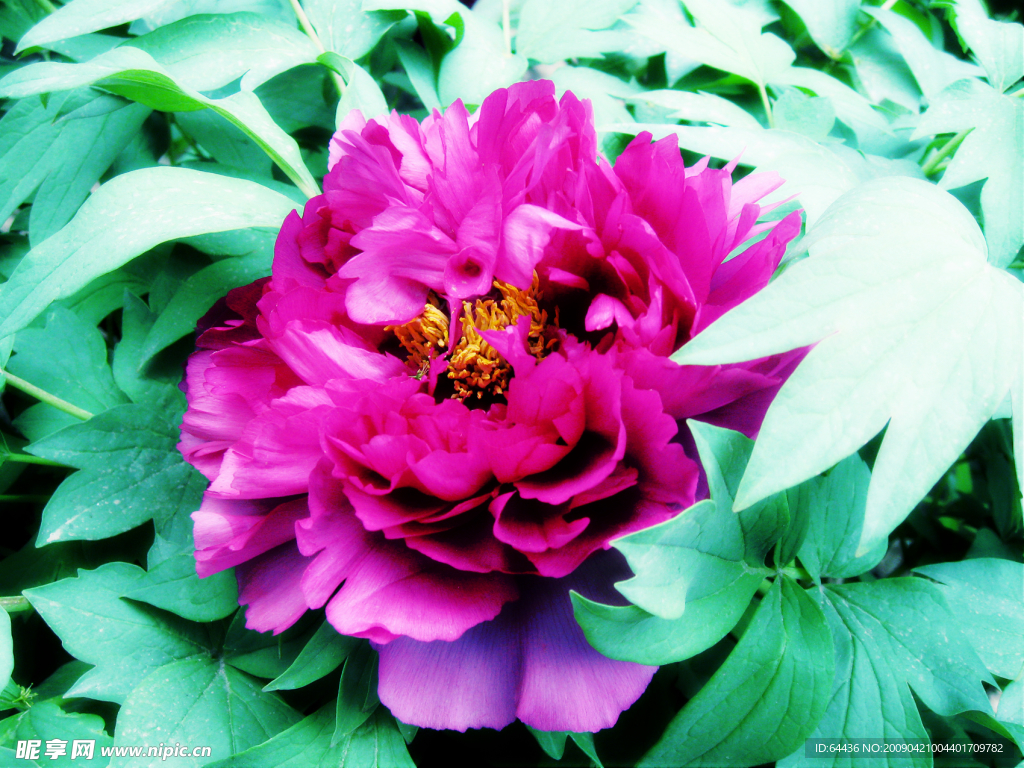 牡丹花