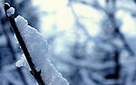 雪花特写