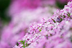 小花