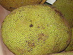 树菠萝 (菠萝蜜)