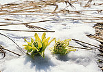 雪地莲花