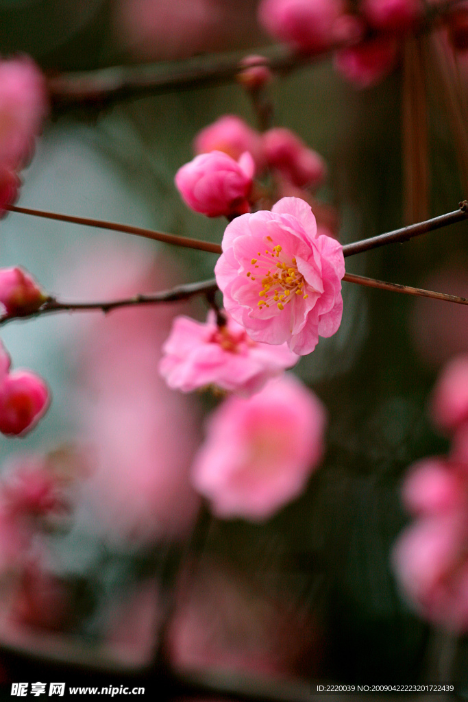 梅花