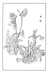 Page(1003) 水仙