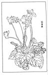 Page(1008) 仙客来