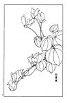 Page(1009) 仙客来