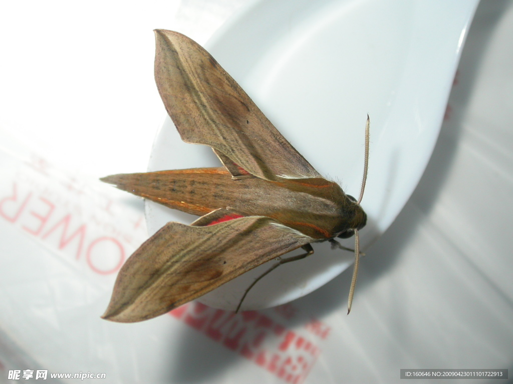 Moth Atlas Giant On Branch