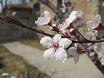 花儿