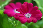秋菊