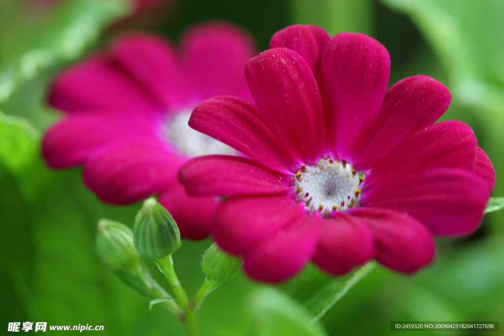 秋菊
