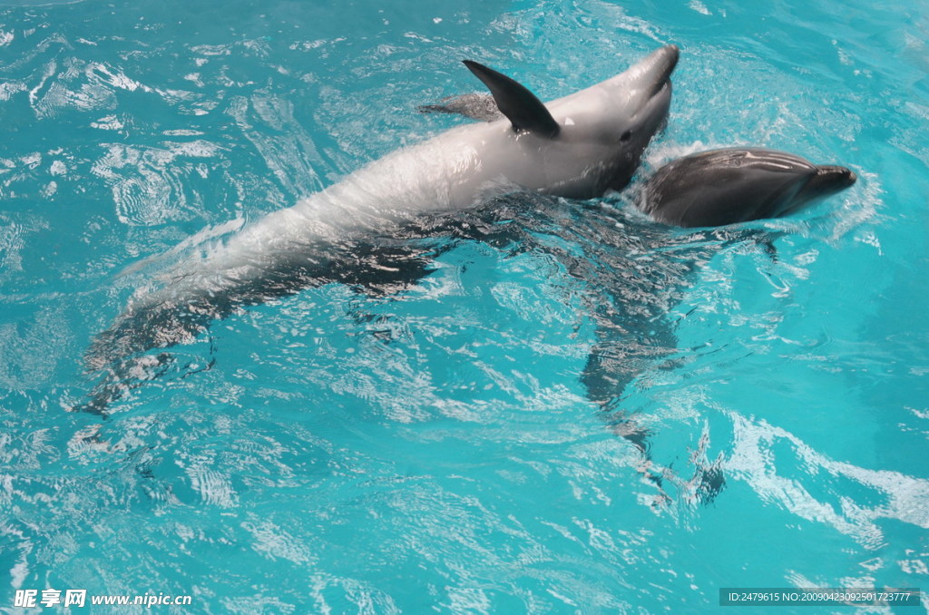 海豚戏水 海豚腾跃