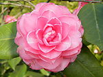 山茶花