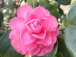 山茶花