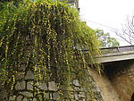 飞花迎春