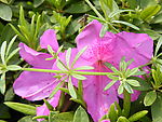 杜鹃花