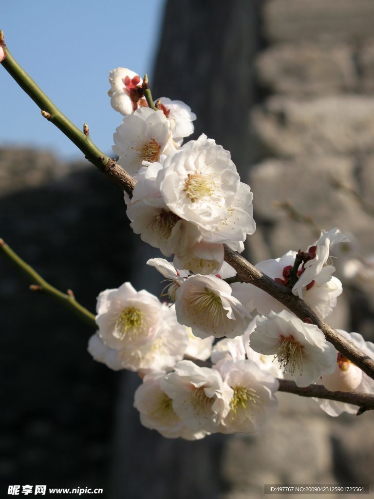 城墙边的梨花