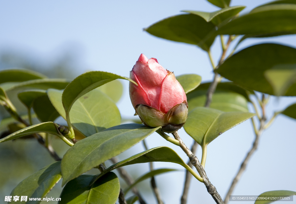 茶花