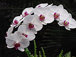 鲜花