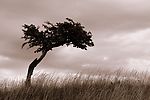 tree 樹木