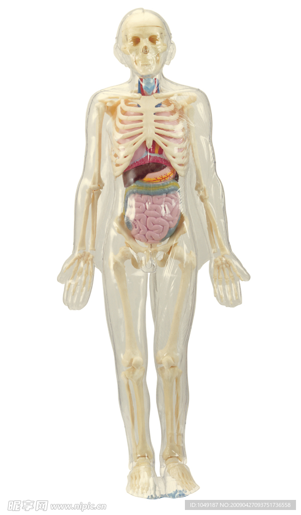 器官模型