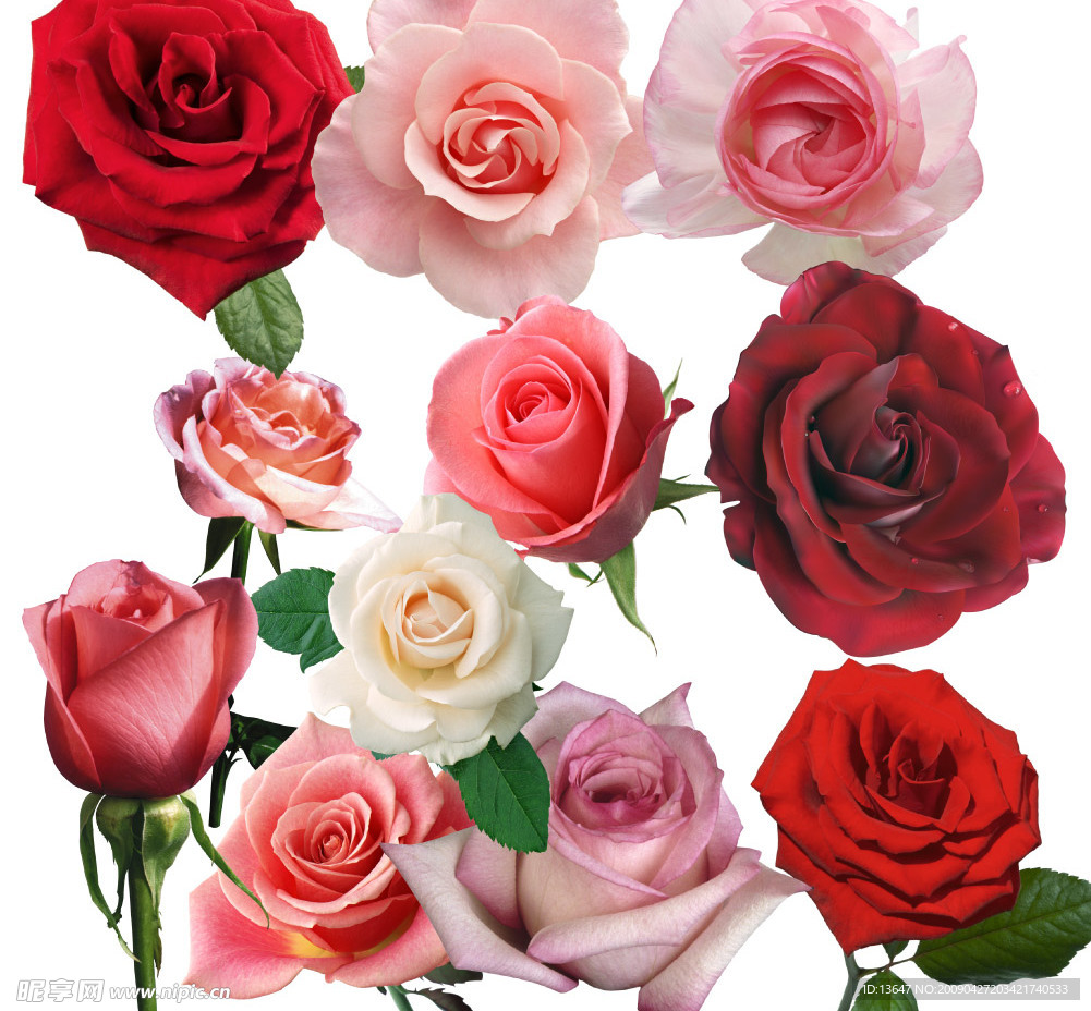 玫瑰花